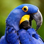 Blue Macaw